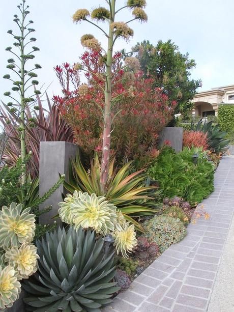 Succulent Garden Landscape, Succulent Landscape Design, Drought Tolerant Garden, Drought Tolerant Landscape, Succulent Landscaping, Dry Garden, Succulent Gardening, Landscape Designs, Have Inspiration