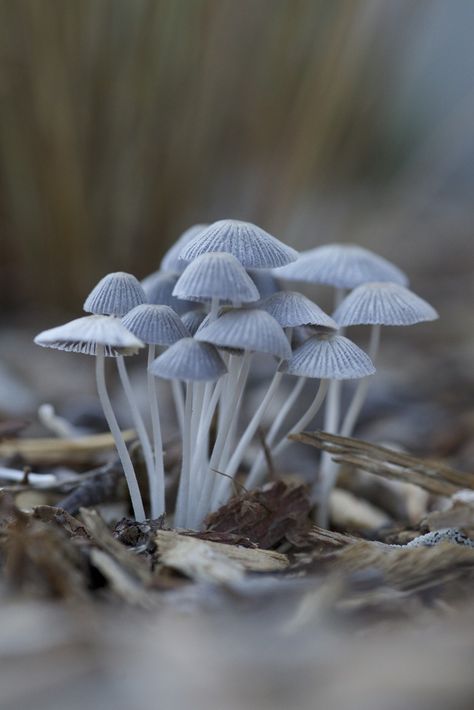 Mushroom Cluster, Nicole Brown, Blue Autumn, Autumn Blue, Lichen Moss, Slime Mould, White Mushrooms, Mushroom Fungi, Wild Mushrooms