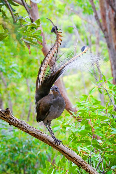 I Captured Australia’s Most Famous Songbird, Lyrebird | Bored Panda Most Beautiful Birds In The World, Australia Birds, Burung Kakatua, Cool Birds, Fancy Birds, Free Like A Bird, Burung Beo, Interesting Birds, Bird Sounds