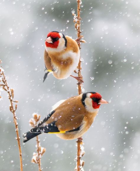 Bird In Snow, Birds In Snow, Birds In Winter, Acrylic Techniques, Drawing Birds, Snow Bird, Heavy Snowfall, Finches Bird, Winter Birds