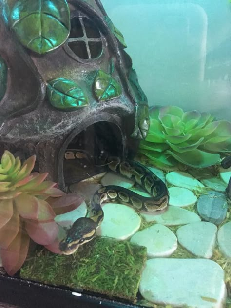 my snake Louise the BP. She's in her new terrarium theme. There's flat rocks on the bottom of the tank, succulents all around, a gnome home, and a small bridge along with her normal things like her vines/leaves and water dish. Don't fret, all things used are snake/reptile safe! Cute Snake Tank Ideas, Cute Snake Enclosure, Ball Python Tank Ideas, Snake Tank Decor, Snake Terrarium Ideas, Ball Python Terrarium Ideas, Snake Tank Ideas, Fairy Garden Reptile Enclosure, Corn Snake Terrarium