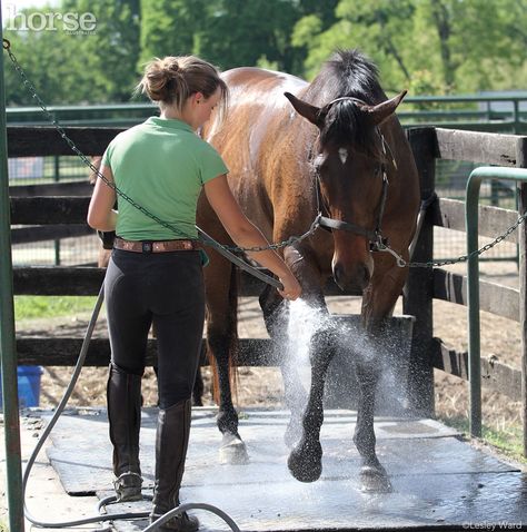 Grooming Horse, Horse Bath, Horses Grooming Each Other, Horse In Cross Ties, Grooming Boxes For Horses, Horse Grooming Products, Grooming Bag Horse, Taking Care Of Horses, Trail Riding Horses