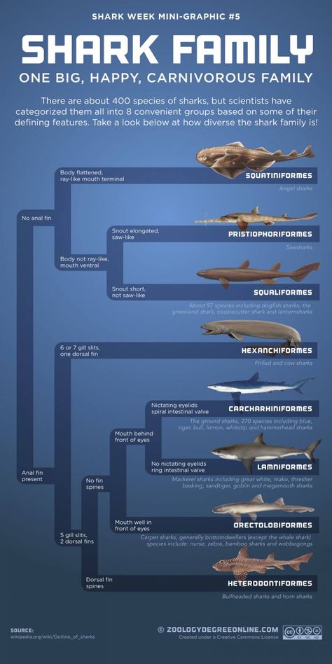 Did you know there are about 400 recognized species of sharks? Learn about the 8 groups that scientists have grouped them into in this Shark Family Infographic, part of our Shark Week Shark Facts! 🦈   #PiquaLibrary #sharkweek #sharkseason #savesharks #sharksinthelibrary #sharksarefriends #sharks #shark #sharklove #ilovesharks #sharkfacts Shark Infographic, Shark Diagram, Family Infographic, Happy Shark, Shark Facts, All About Sharks, Species Of Sharks, Shark Family, Shark Party