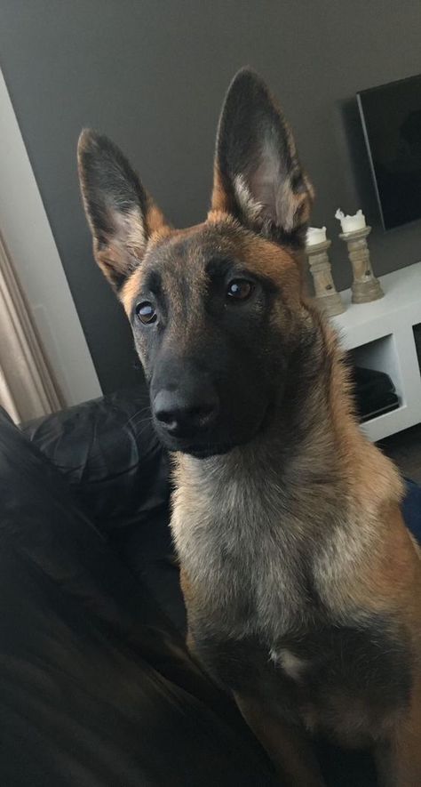 Belgian Malinois Aesthetic, Haski Dog, Malinois Shepherd, Dog Hugs, Belgian Dog, Belgian Malinois Puppies, Belgium Malinois, Malinois Puppies, Dogs Hugging