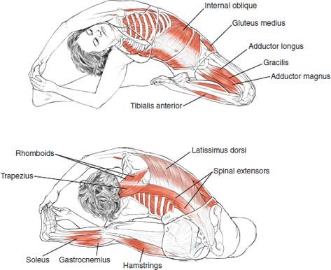 Warm up! | Dance Hata Yoga, Yoga Muscles, Yoga Relaxation, Yoga Ashtanga, Yoga Anatomy, Muscle Anatomy, Yoga Times, Yoga Moves, Iyengar Yoga