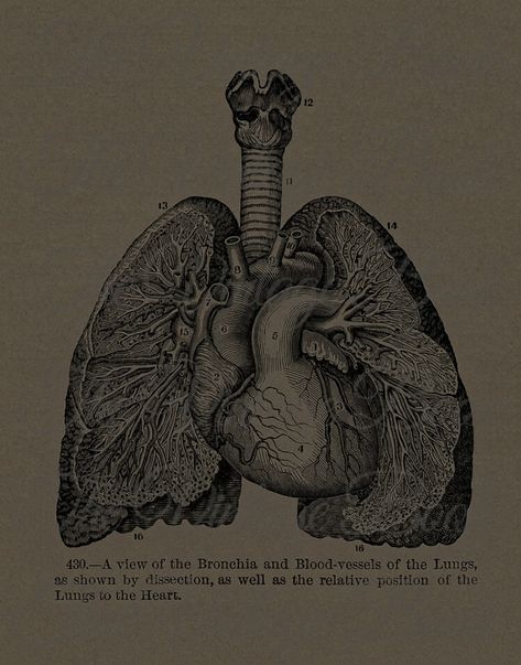 Lung Anatomy, Human Anatomy Art, Art Deco Posters, Edgy Wallpaper, Medical Illustration, Vintage Poster Art, Art Collage Wall, Ethereal Art, Anatomy Art