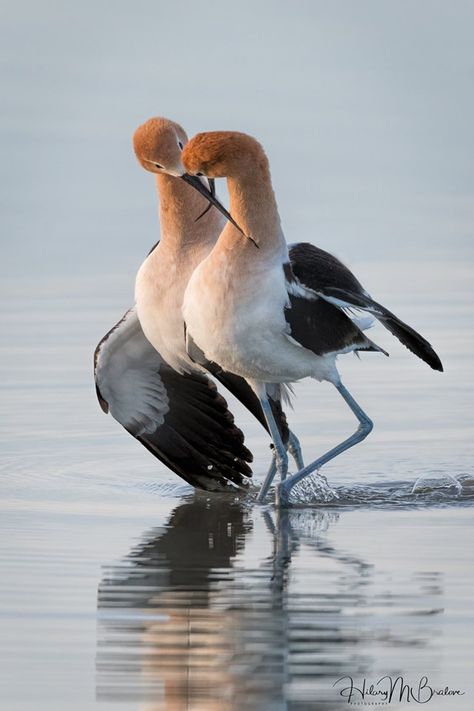 American Avocets. This is a courtship ritual display that occurs right after breeding. It always appears that the male avocet puts his wing around the female in an act of real affection. April 8 2019 at Bear River Migratory bird refuge in Utah. Bird Courtship, Avocet Bird, American Avocet, North American Birds, Bower Bird, American Birds, Bird Brain, Migratory Birds, Shorebirds