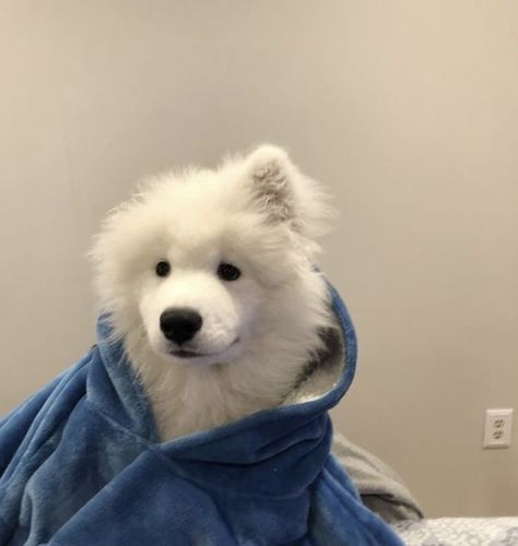 The Next 15 Most Fashionable Samoyed Dogs | Page 2 of 3 | PetPress Samoyed Puppy, Samoyed Dogs, Dog Icon, Very Cute Dogs, Fluffy Dogs, White Dog, Fluffy Animals, Cute Creatures, Baby Dogs