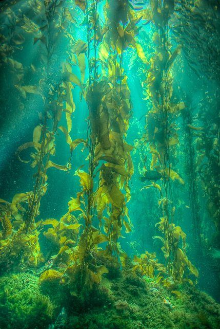 Nature, Scuba Diving, Diving, Pacific Northwest, Kelp Forest, Forest Photos, Northwest Coast, Forest Floor, Nautilus