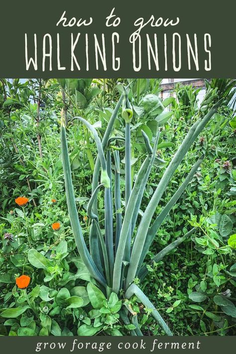 Beginner Vegetable Garden, Onion Companion Planting, Walking Onions, Garden Allotment, Growing Chives, Food Forest Garden, Permaculture Principles, Growing Onions, Family Homestead