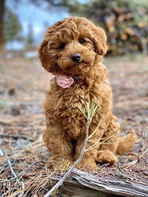 mini labradoodle vs mini aussiedoodle Miniature Australian Labradoodle, Labradoodle Mini, Mini Labradoodle, Labradoodle Miniature, Hypoallergenic Dog Breed, Doodle Dogs, Puppy Pics, Golden Doodles, Australian Labradoodle