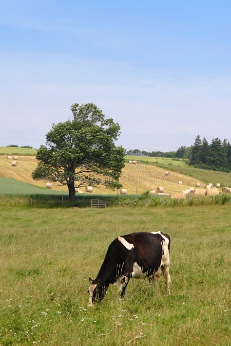 Farm Cow. A cow grazing in a farm field with hay bales in the distance #Sponsored , #ad, #Advertisement, #cow, #Farm, #bales, #grazing Cow Grazing, Cow Photos, Future Farms, Farm Lifestyle, Cow Farm, Farm Field, Cow Pictures, Southern Life, Farm Cow