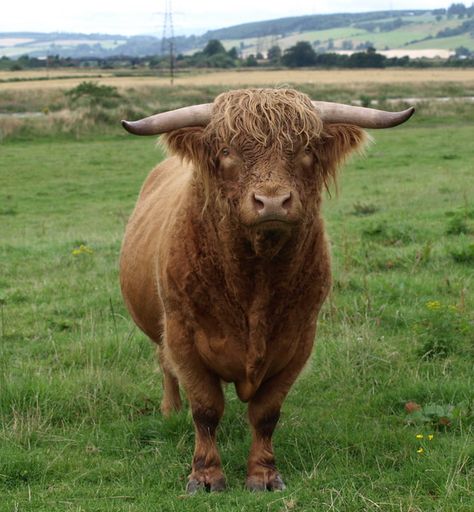 Holstein Bull, Highland Bull, Bull Pictures, Highland Coo, Moo Cow, Dairy Cattle, Orkney Islands, Cow Pictures, Highland Cows