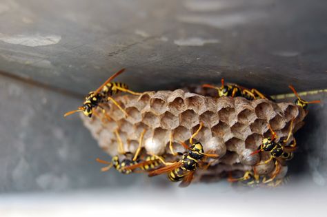 Different types of wasp nests are composed of wood fiber and clay. They construct their nests in the cavities of trees and branches, the eaves of houses (also known as paper wasps), the sides of houses, as well as other holes and containers (yellowjackets). It is easy to see why finding a wasp nest on your property or yard might set off alarm bells for you. These wasps are fiercely territorial, and some of their species can be quite violent. In addition, their stingers are huge a... Wasp, Red Wasps, Wasp Removal, Honey Art, Hornets Nest, Wasp Nest, Wood Fiber, Cavities, Different Types