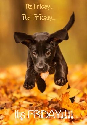 Happy Friday! ❤️ I think I will always have a soft spot for black lab puppies... They just are the cutest!!! Good Morning Friday, Happy Friday Quotes, Farm Dogs, Weekend Humor, Retriever Puppies, Black Lab Puppies, Labrador Retriever Puppies, Labrador Retrievers, Lab Puppies