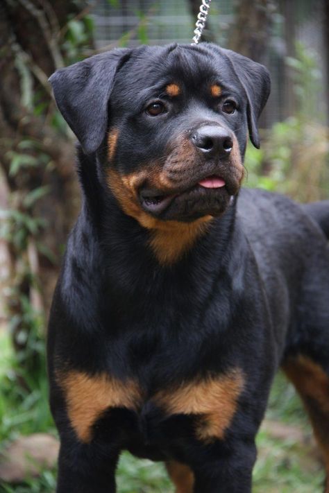 German Rottweiler Puppies, German Rottweiler, Puppies Pictures, Rottweiler Love, Rottweiler Lovers, Dog Brushing, Australian Shepherds, Rottweiler Puppies, Rottweiler Dog