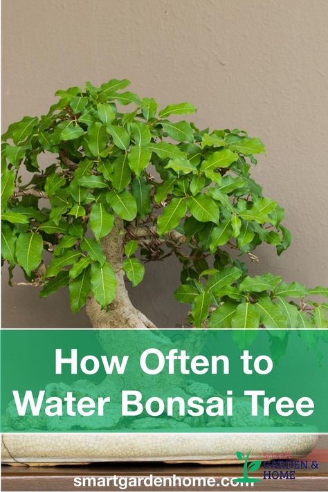 Bonzai Tree Care, Different Types Of Bonsai Trees, Bonsai Soil Mixture, Goldfish Plant, Angel Plant, Bonsai Pruning, Fukien Tea Tree Bonsai, Bonsai Care, Bonsai Soil