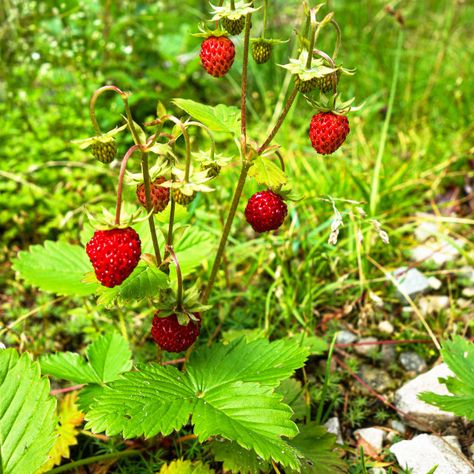 Alpine Strawberry, Alpine Strawberries Growing, Red Leaf Plant, Wild Strawberry Plant, Albion Strawberry Plants, Strawberry Bush Aesthetic, Alpine Strawberries, Red Leaves, Email Marketing Newsletter