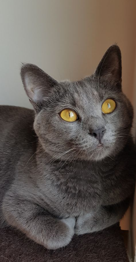 Chartreux - Maddison @  www.masterplan-cats.co.uk Russian Blues, Russian Blue Kitten, Chartreux Cat, Russian Blue Cat, Exotic Cats, Cat Selfie, British Shorthair Cats, Gray Cat, Cats For Sale