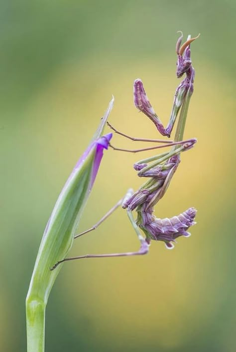 Weird Insects, Orchid Mantis, Cool Insects, Beautiful Insects, Cool Bugs, Beautiful Bugs, Praying Mantis, Creepy Crawlies, Arthropods