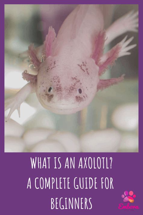 Axolotl Care, Aquarium Room, Axolotl Tank, Species Guide, Hermit Crabs, Aquascape Aquarium, Human Babies, Aquarium Fish Tank, Pet Stuff