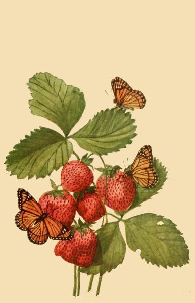 Vintage Butterfly Image with Strawberries Strawberry Pictures, Strawberry Drawing, Butterfly Image, Strawberry Tattoo, Strawberry Art, Animal Images, Folk Art Flowers, Butterfly Images, Butterfly Drawing