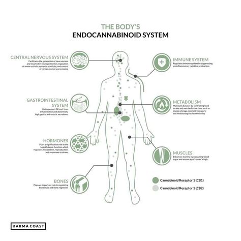 CBD oil is a very unusual supplement, in that it has a vast array of mechanisms through which it works in the body. In fact, a whopping 65 molecular targets have been discovered for CBD alone, and they just seem to keep on coming. While all of these play vital roles in the effects CBD has (explaining in a nutshell how CBD can affect so many different things), it’s perhaps the interaction with the endocannabinoid system that has the most over-arching impact. Bluntman And Chronic, Cbd Oil Benefits Facts, Endocannabinoid System, Chronic Obstructive Pulmonary Disease, Fetal Development, Pulmonary Disease, Sanskrit Words, Cell Wall, Central Nervous System