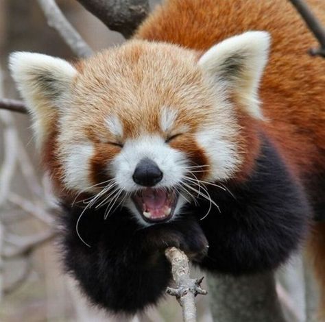 9 Laughing Animals! Tots to Teens Pediatric Dentistry - pediatric dentist in Lytle & Laredo, TX @ t2tpd.com Red Panda Baby, Laughing Animals, Smiling Animals, Red Panda, Happy Animals, Cute Creatures, Animal Tattoos, Sweet Animals, Animal Planet