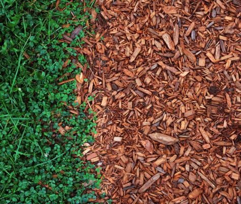 Cedar Mulch, Garden Mulch, Types Of Mulch, Mulch Landscaping, Pergola Pictures, Making Plant Pots, Organic Mulch, Garden Shrubs, Garden Types