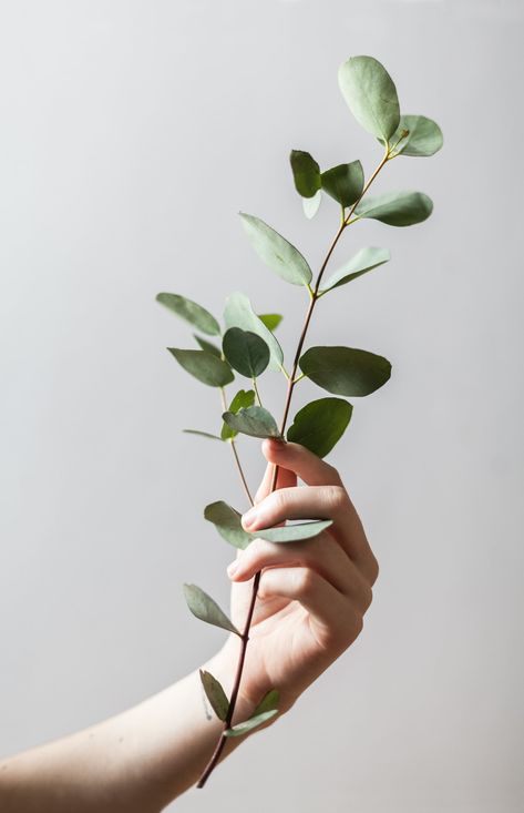 Eucalyptus Hand Photography, Illustration Book, Plant Images, Hand Reference, Hand Pictures, Plant Photography, Free Plants, Flowers Wallpaper, Hand Holding