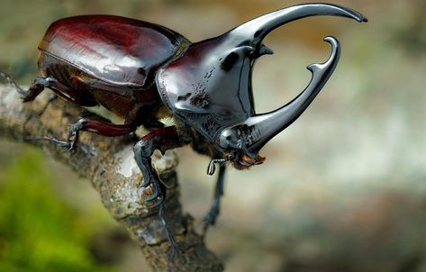 Beetle Insect 1080p Wallpaper Rhinoceros Beetle, Rhino Beetle, Cool Insects, Insect Photography, Beetle Insect, Cool Bugs, Animal Study, 1080p Wallpaper, Beautiful Bugs