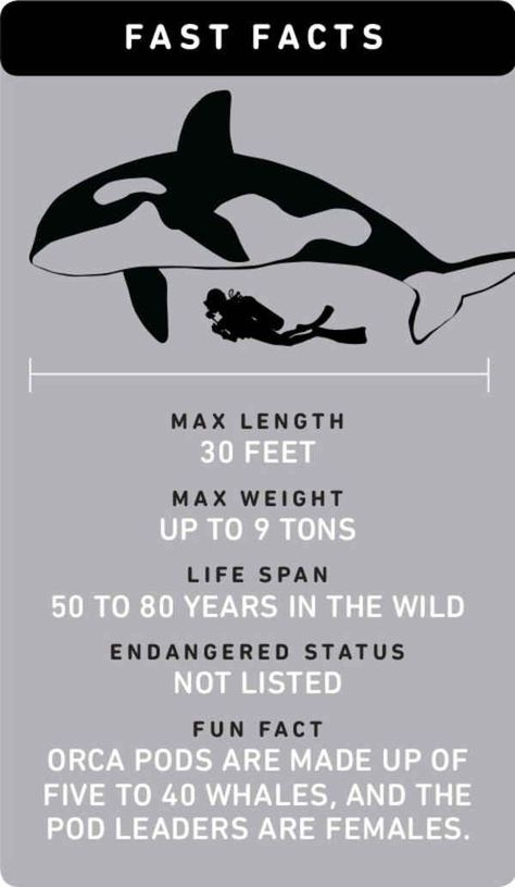 Fast Facts About Orca Whales Nature, Zoo Tampa, Dolphin Project, Orca Art, Whale Facts, Dolphin Party, Animal Conservation, Beluga Whale, Scuba Dive