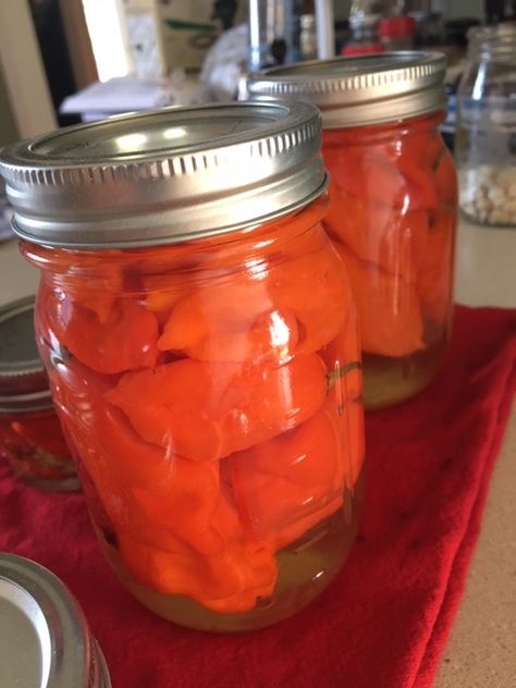 Ghost Pepper Pickles, Ghost Pepper Jelly Recipe, Winter Canning, Pepper Jelly Recipes, Pickled Okra, Ghost Pepper, Ghost Peppers, Pepper Jelly, Pepper Plants