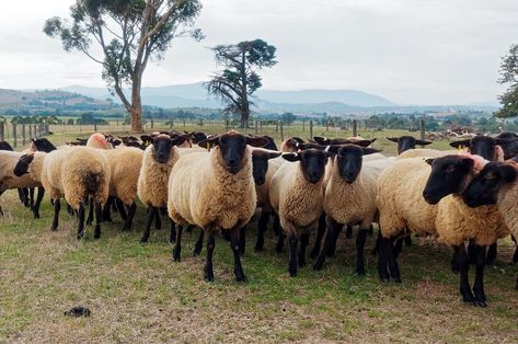 Despite a price dip in Australian wool auctions, buyer demand and competition improved, especially for lower vm sale lots. A favourable forex rate against the US dollar has enhanced returns to growers. As the season nears its end, buyers are preparing for reduced wool availability. The International Wool Textile Organization Congress also sparked optimism. Farm Goals, Dorper Sheep, Fiber Farm, Raising Sheep, Farmhouse Projects, Homestead Animals, Personalized Coloring Book, Baa Baa Black Sheep, Wild Pig