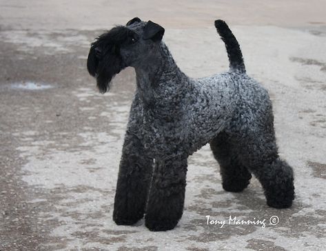 Poodle Cuts, Kerry Blue Terrier, Terrier Breeds, Best Puppies, Mixed Breed Dogs, Dog Photography, Terrier Dogs, Working Dogs, Puppy Training