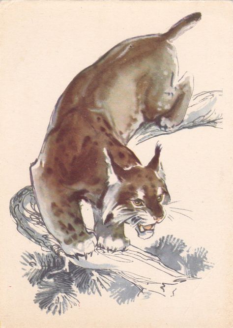 Postcard Drawing by Stroganova and Alexeev "Lynx" - 1964. Soviet Artist Publ., Condition 8/10 Postcard Drawing, Animal Drawings Sketches, Big Cats Art, Cats Artists, Warrior Cat, Animal Sketches, Sketchbook Inspiration, Comic Illustration, Warrior Cats