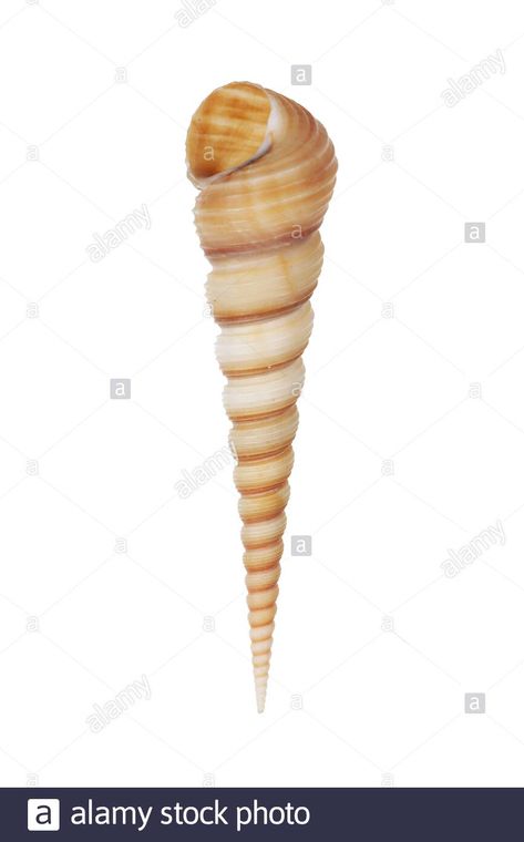 Auger Shell, Shell Photo, Sea Shell, Tattoo Images, Sea Shells, Tattoo Ideas, Photo Image, Shells, Stock Images