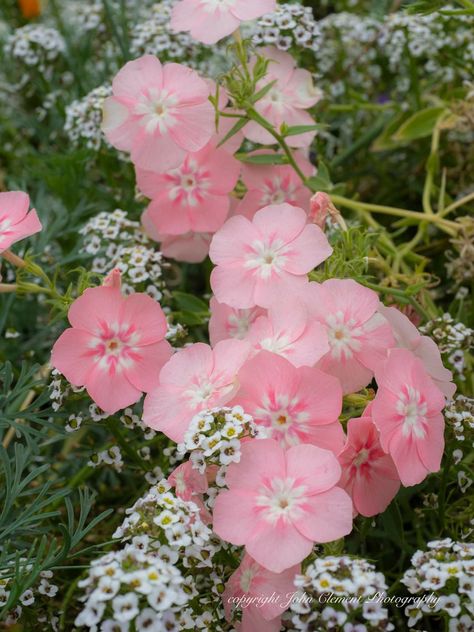 "Pretty in Pink" The phlox are still blooming in my west garden along with the asylum , cosmos, straw flowers, and several others. Much of the garden has faded but selective focus and angles can make it look lovely. Enjoying His beautiful blooms... Pink Phlox Flower, Asylum Flower, Phlox Flower, Flower Flash, Phlox Flowers, Straw Flowers, The Asylum, Embroidery Designs Fashion, Art Styles