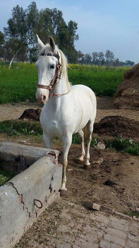 Pakistani Cars, Car Snaps, Bandra Worli Sea Link, Khan Khan, Kathiyawadi Horse, Mahindra Cars, Faces Photography, Beautiful Scenery Photography, Photoshop Pics