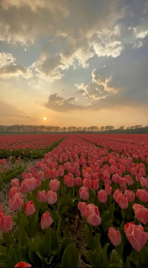 Tulip Photos, Tulip Flower Pictures, Pretty Flowers Pictures, Tulip Season, Drone Shots, Lovely Flowers Wallpaper, Take A Screenshot, Tulip Fields, Nothing But Flowers