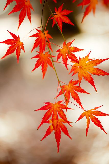 Memories of leaves by shinichiro* via Flickr Japanese Maple Leaf Tattoo, Japanese Leaves, Japanese Maple Leaf, Japanese Maple Leaves, Grey Autumn, Flor Tattoo, Leaf Photo, Leaves Photo, Leaf Drawing