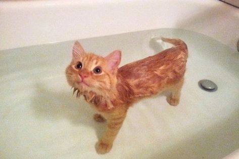 “Whoever said cats don’t like water clearly never met ME.” | 17 Cats Who Actually Love Being In The Water Cute Animal Memes, Game Mode, Crazy Cat Lady, Animal Memes, Crazy Cats, Cat Day, Cat Pics, Cat Memes, Animals And Pets