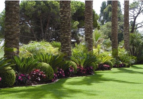 Buxus Balls, Subtropical Garden, Palm Trees Garden, Florida Landscaping, Estate Garden, Patio Garden Design, Garden Services, Castle Garden, Garden Maintenance