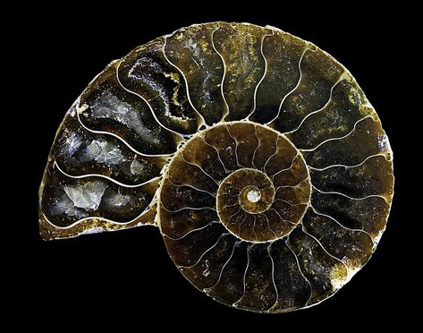 Ammonite paint