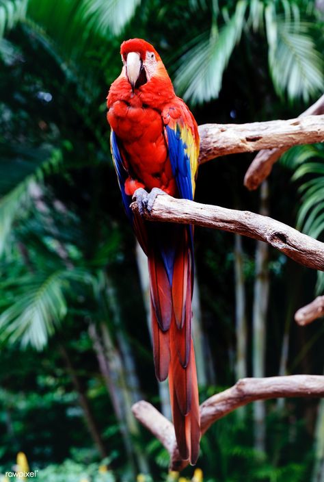 Parrot at the Parrot Jungle and Gardens, south of Miami. | free image by rawpixel.com / Carol M Highsmith Jungle Photography, African Jungle, Jungle Birds, Scarlet Macaw, Jungle Life, Jungle Scene, Cleveland Museum Of Art, Amazon Rainforest, Jungle Theme