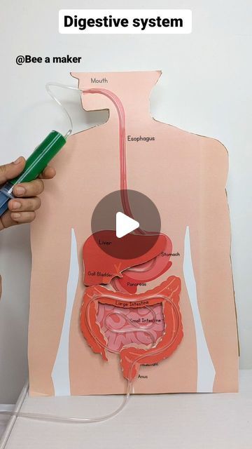 Digestive System Science Project, Digestive System Grade 5, Cardiovascular System Project Models, Digestive System Project For Kids, Diy Digestive System Model, Science Teaching Aid Ideas, Working Model Of Digestive System, Human Body Systems Projects Models, Diy Digestive System