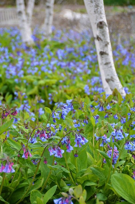 Pond Planting, Maine Flowers, Mertensia Virginica, April Moodboard, Bed Inspiration, Shrubs For Landscaping, New England Garden, Colonial Garden, Flower Tat