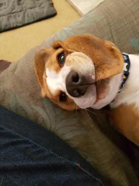 I fully admit that my phone is 97% full of pictures of my #dogs but when you have silly creatures like this #cute #beagle how on earth can you stop? Preppy Animals, Cute Beagles, Puppy Face, My Phone, On Earth, My Pictures, Cute Animals, Puppies, I Love