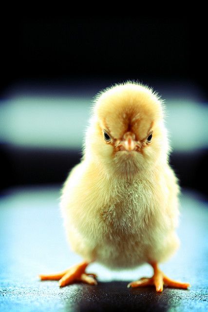 Lol... This is funny!!! "I'm not an angry bird, so stop putting labels on me"    I'm just a chick trying to survive in this complex world. Chickens And Roosters, Funny Birds, Coffee Love, Coffee Humor, Farm Animals, Animal Pictures, Chihuahua, Baby Animals, Funny Animals