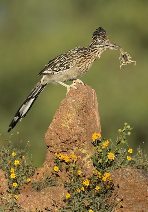 Greater Roadrunner Arizona Wildlife, Arizona Birds, Greater Roadrunner, Texas Animals, Desert Animals, Desert Life, Land Of Enchantment, Feeding Time, Sonoran Desert